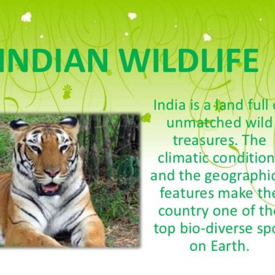 indian-wildlife-tours